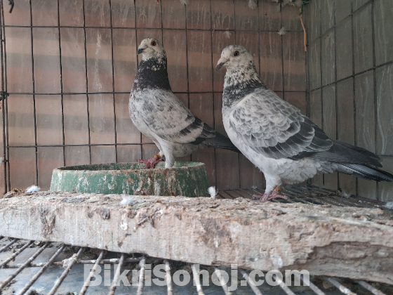 গ্রিজেল রানিং কবুতর